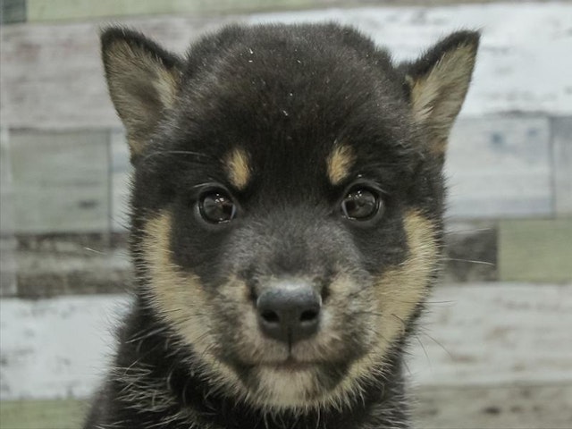 熊本県の柴犬(標準サイズ) (ペッツワン熊本宇土店/2024年9月14日生まれ/男の子/黒)の子犬